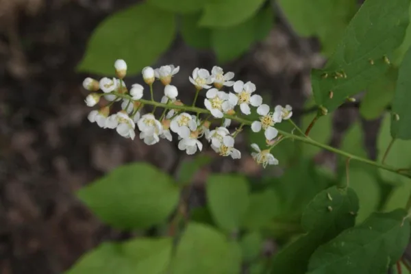 Chokecherry