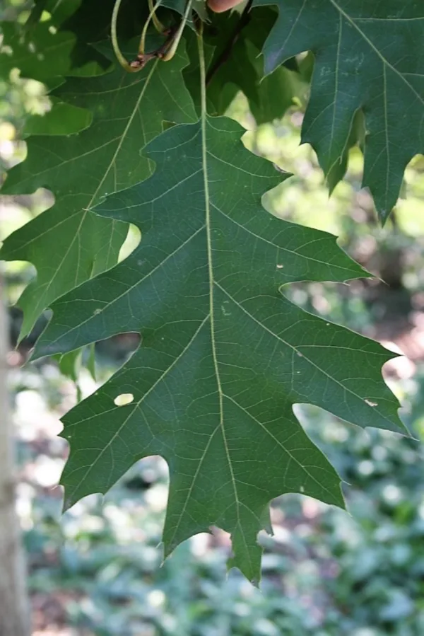 Red Oak