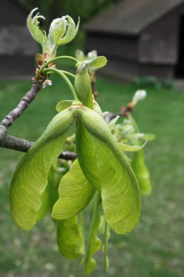 Silver Maple