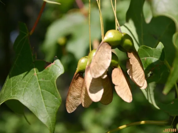 Sugar Maple